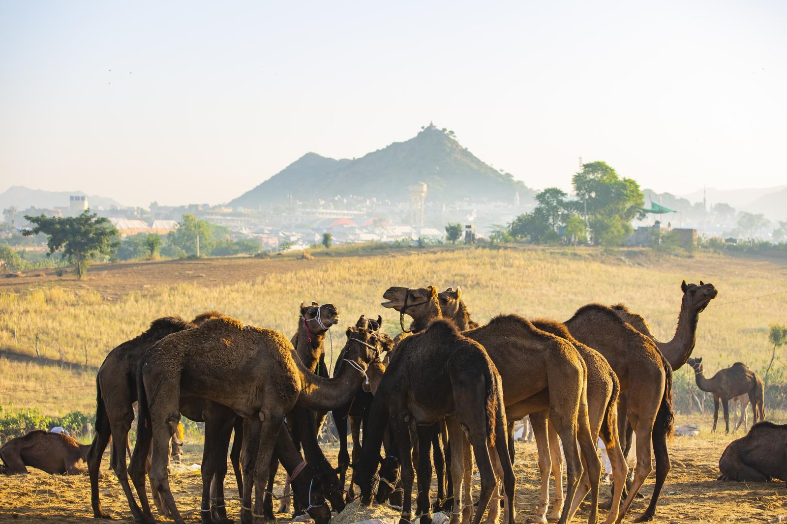 Ajmer Pushkar One Day Trip